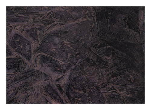 "Anautomija — No. 10123520 — near-black ground with dense branching angular marks in dark brown and purple, liquid medium on paper (Cyme), 21 × 29.7 cm"