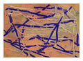 "Anautomija — No. 14155368 — ultramarine and terracotta linear marks on terracotta ground, liquid medium on paper (Cyme), 21 × 29.7 cm"